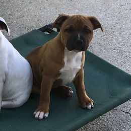 Staffordshire Bull Terrier Puppies from Rockstaff Staffords