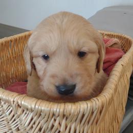 Boy 7 - Golden male Golden Retriever puppy in Grand Meadow, Minnesota from Root River Retrievers