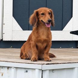 Frankie - Dachshund