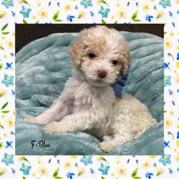 G1-Blue - Parti female Goldendoodle puppy in Ankeny, Iowa from Iowadoodles2love