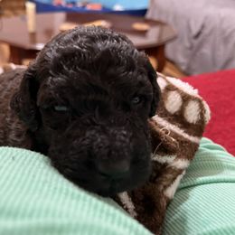 Goldendoodle and Poodle Puppies from Polly Wally Poodles and Doodles