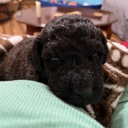 Goldendoodle and Poodle Puppies from Polly Wally Poodles and Doodles
