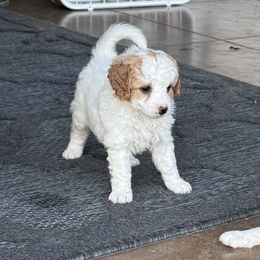 Princess - White female Cavapoo puppy in Washington, Indiana from Sugarland Puppies