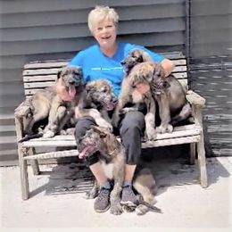 Irish Wolfhound Puppies from Darom Irish Wolfhounds