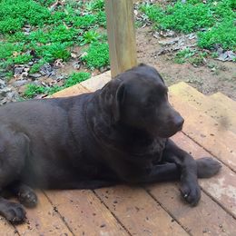 Labrador Retriever All Grown Up from Holy Oak Labradors