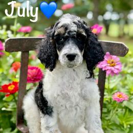 July - Parti male Poodle puppy in Lancaster, Minnesota from Finney Ranch