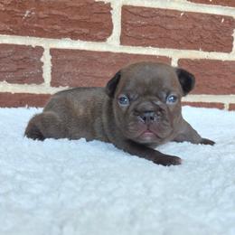 Girl 1 - Blue female French Bulldog puppy in Gloster, Mississippi from Donna's French Bulldogs
