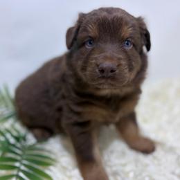 Shepherd - Green Collar - Red tri-color male Australian Shepherd puppy in San Marcos, California from Faith Family Freedom Farm