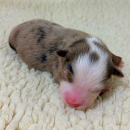 Polly Pocket - Purple Collar - Red merle female Australian Shepherd puppy in San Marcos, California from Faith Family Freedom Farm
