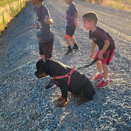 Rottweiler Puppies from Mickey's Rottweilers