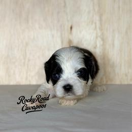 Alfalfa - Black and white male Cavapoo puppy in Nashville, Arkansas from Rocky Road Puppies