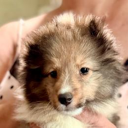 Girl 2 - Sable and white female Shetland Sheepdog puppy in Pleasant Shade, Tennessee from Odyssey Shetland Sheepdogs