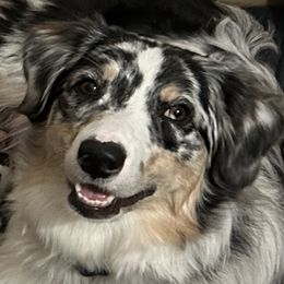 Lacy - Australian Shepherd