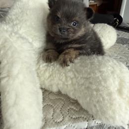 Kai - Blue and tan male Pomeranian puppy in New Oxford, Pennsylvania from J&T French Bulldog & Pomeranian Palacio