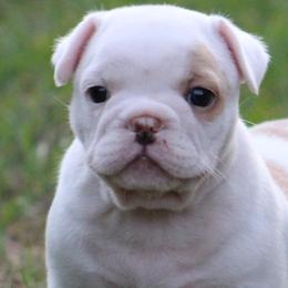 American Bulldogs, French Bulldogs, and Shorty Bulls from Bingham's Bulldogs LLC
