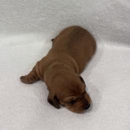 Dachshund Puppies from KJ Kennels of NJ