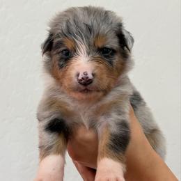 Magenta - Blue merle female Australian Shepherd puppy in Gilbert, Arizona from Saltair Australian Shepherds