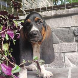 Tucker - Black brown and white male Basset Hound puppy in Newton Grove, North Carolina from MGA Basset Hound