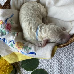 Arlo- light blue - Cream male Goldendoodle puppy in Carlton, Minnesota from Lakeside Doodles MN