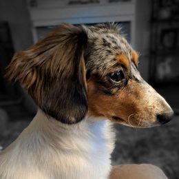 Willow - Dachshund