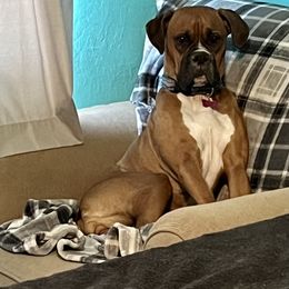 Boxer All Grown Up from Sunshine Boxers 95988
