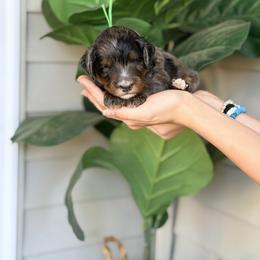 Green - Blue merle male Bernedoodle puppy in Charleston, South Carolina from Palm Belle Doodles