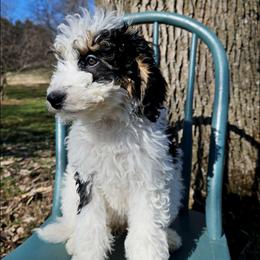 Galadriel - Black and white female Bernedoodle puppy in Granton, Wisconsin from Rose River Farms