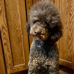 Max - Poodle
