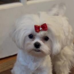 Sophie - Maltese