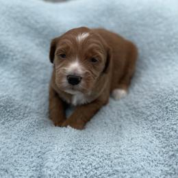Copper - Red  male Goldendoodle puppy in Kansas City, Kansas from Bella & Ivy’s Mini Goldendoodles of KC