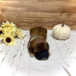 Tinsel - Brown female Whoodle puppy in Merritt, Michigan from Genesis Family Farm