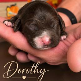 Dorothy - Chocolate female Australian Labradoodle puppy in Covington, Louisiana from Cajun Land Doodles