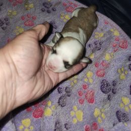 Pup 1 - Fawn sable male Havanese puppy in Cuba, Missouri from Bouncy Bubbly Havanese