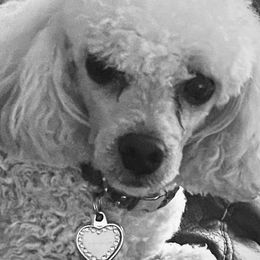 Chihuahuas and Poodles from Divine K9s LLC