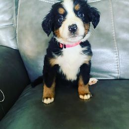 Bernese Mountain Dog Puppies from Blue Ridge Bernese
