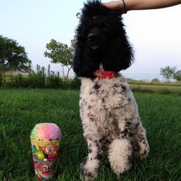 Gracie - Poodle
