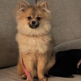 Pomeranians from Buffalo Pomeranians 716
