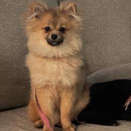 Pomeranians from Buffalo Pomeranians 716