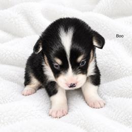 Boo - Black and tan male Pembroke Welsh Corgi puppy in Port Republic, Maryland from Bestfurends