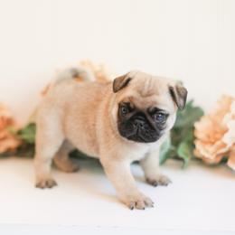 Bruno - Fawn male Pug puppy in Placerville, California from Gold Leaf Farm Pugs