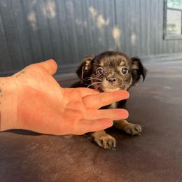 Tiny Minnie - Black and tan female Chihuahua puppy in Alvord, Texas from Gift of Gods Favor