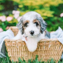 Mint - Brown and white male Bernedoodle puppy in Mckinney, Texas from Doodles of North Tx