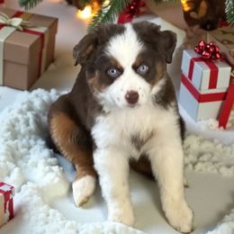 Andovers Liberty Reigns, Libby - Red tri-color female Miniature American Shepherd puppy in Rockford, Illinois from Andover Aussies