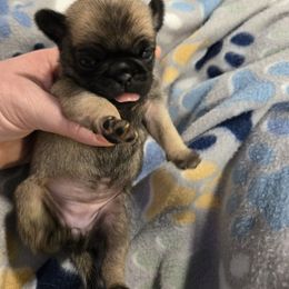 Nina - Fawn female Pug puppy in Auburn, Kentucky from Prentice Family Pugs, Bugs & Corgis