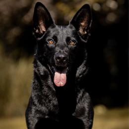 Katsuki - German Shepherd