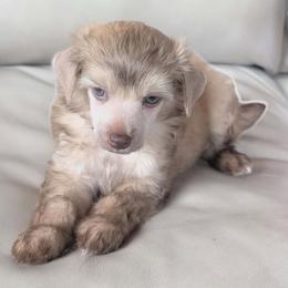 DaoDog Robert Burns - Chocolate male Chinese Crested puppy in Highland Park, Michigan from Family Kennel Dao Dog