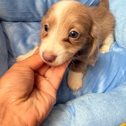 Silvester - Fawn (Isabella) male Dachshund puppy in Magnolia, Texas from Carrie’s Countryside Dachshunds