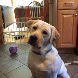 Peaches  - Labrador Retriever