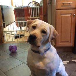 Peaches  - Labrador Retriever