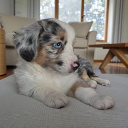 Joey - Blue merle male Miniature Australian Shepherd puppy in Placerville, California from JRW COLDSPRINGS MINI AUSSIE’S